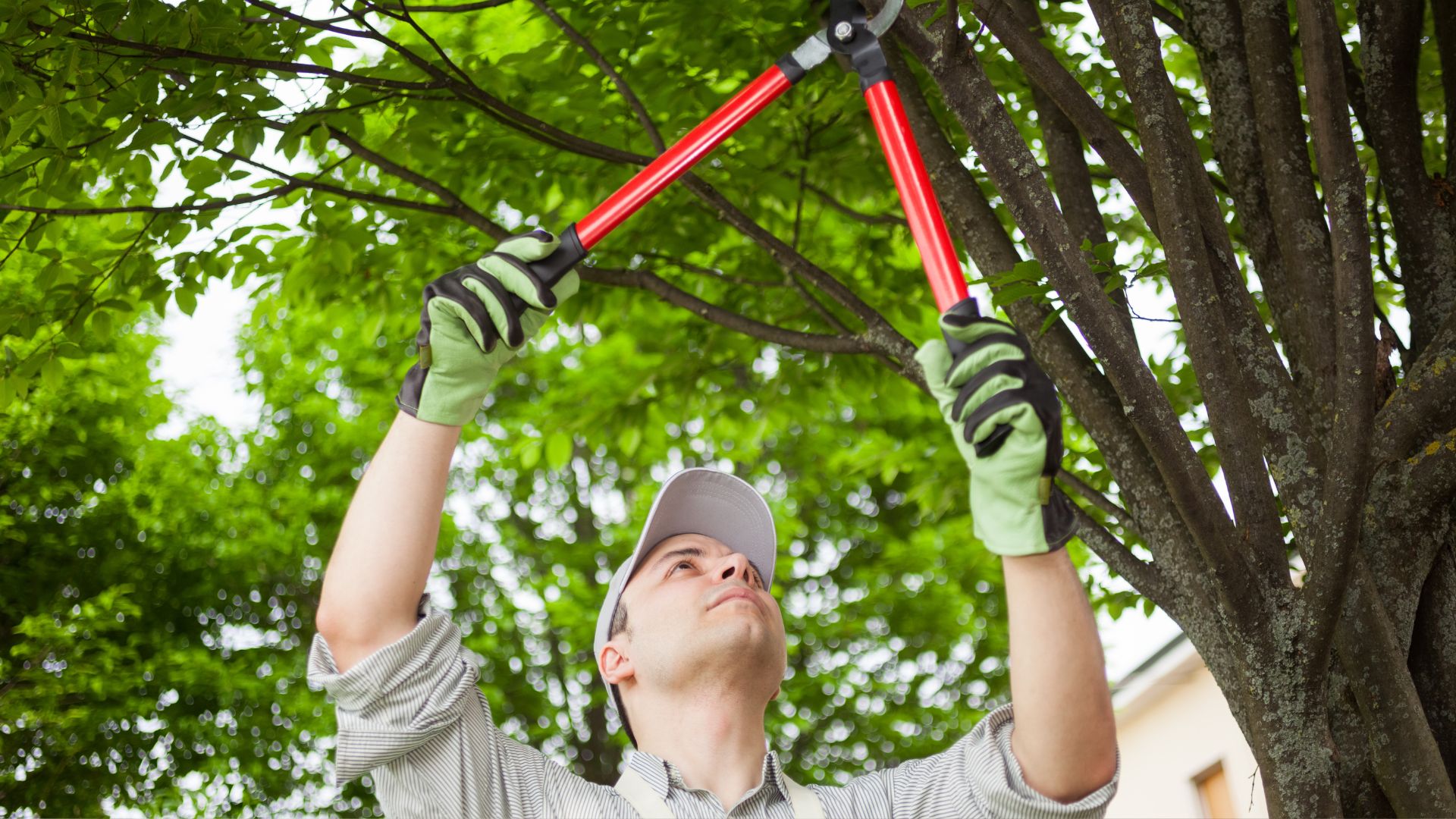 A man holding a red light saber up to a tree