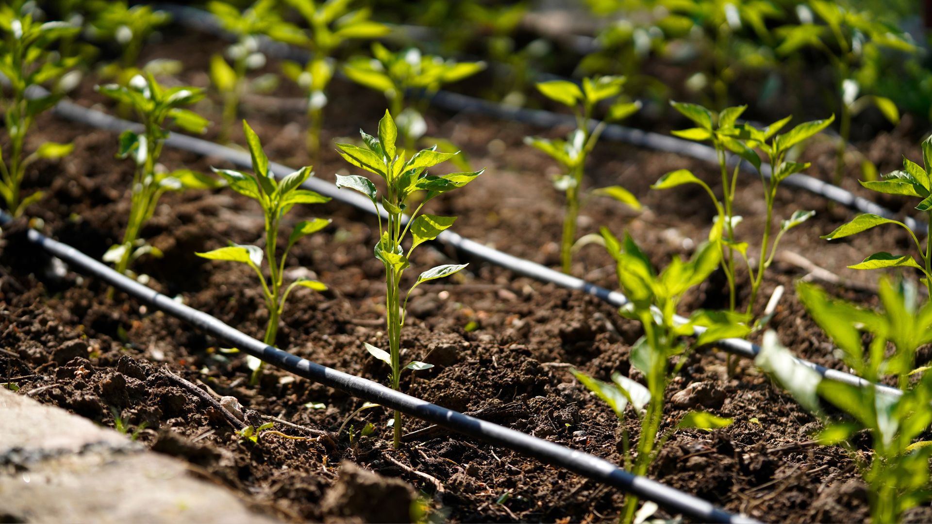 A row of small green plants growing in dirt