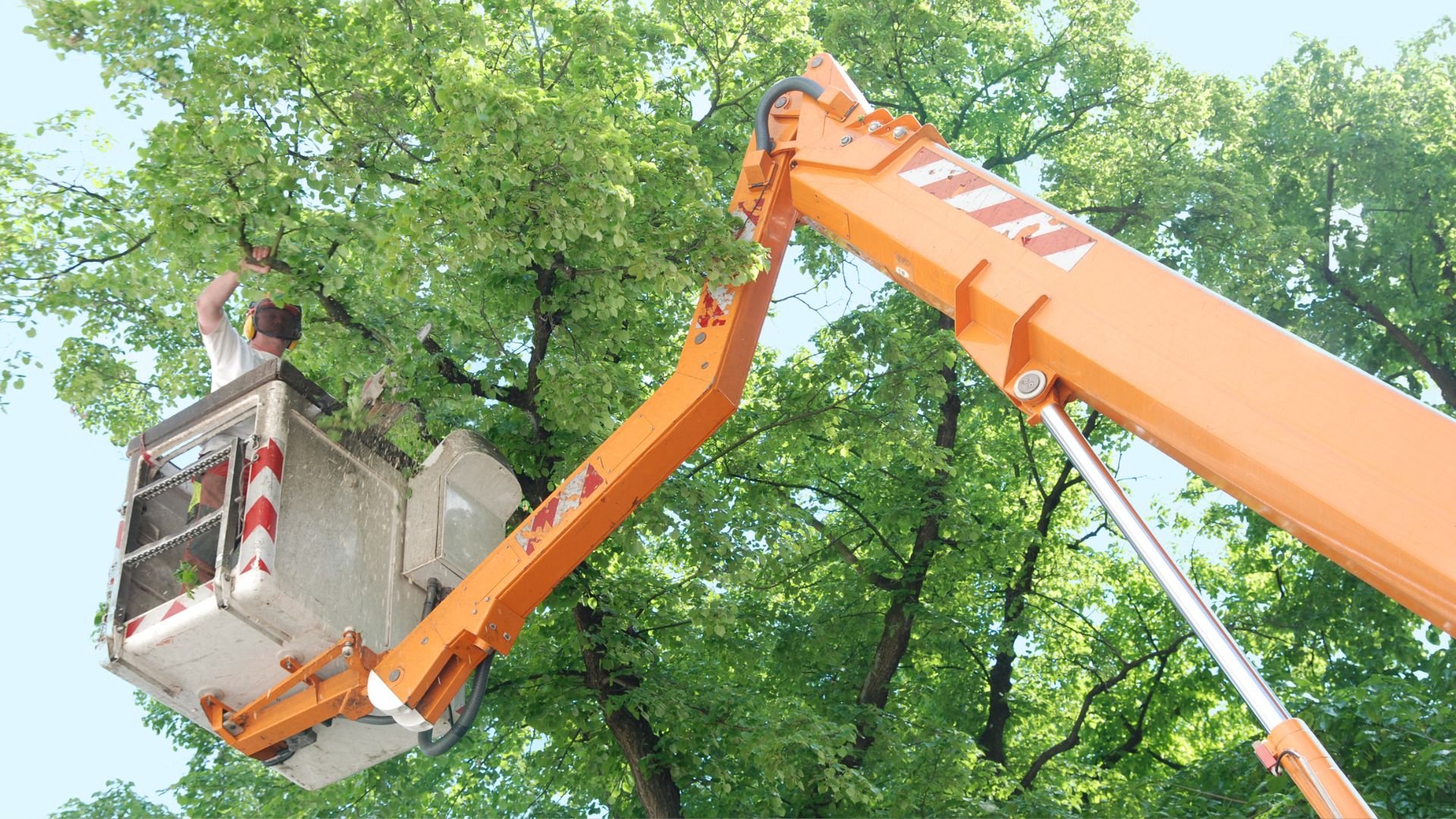 A man on a cherry picker working on a tree