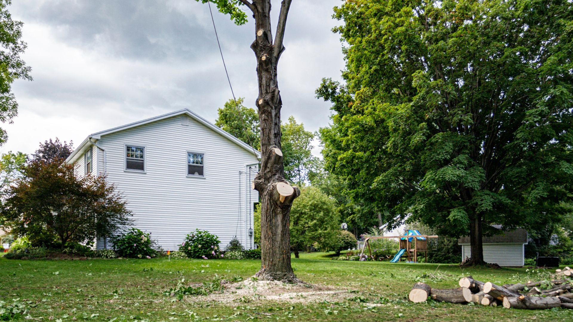 A tree that has been cut down in a yard